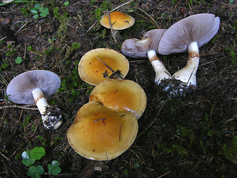 Alcuni Cortinarius.